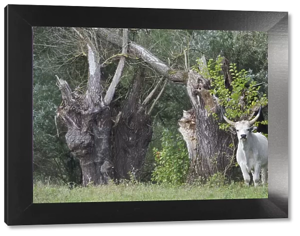 Hungarian grey cattle standing near tree stumps, Mohacs, Bda-Karapancsa, Duna Drava NP