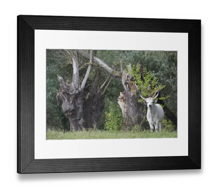 Framed Print : Hungarian grey cattle standing near tree stumps, Mohacs, Bda-Karapancsa, Duna Drava NP Framed Print : Hungarian grey cattle standing near tree stumps, Mohacs, Bda-Karapancsa, Duna Drava NP
