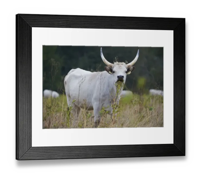 Framed Print : Hungarian grey cattle feeding, Mohacs, Bda-Karapancsa, Duna Drava NP, Hungary, September Framed Print : Hungarian grey cattle feeding, Mohacs, Bda-Karapancsa, Duna Drava NP, Hungary, September