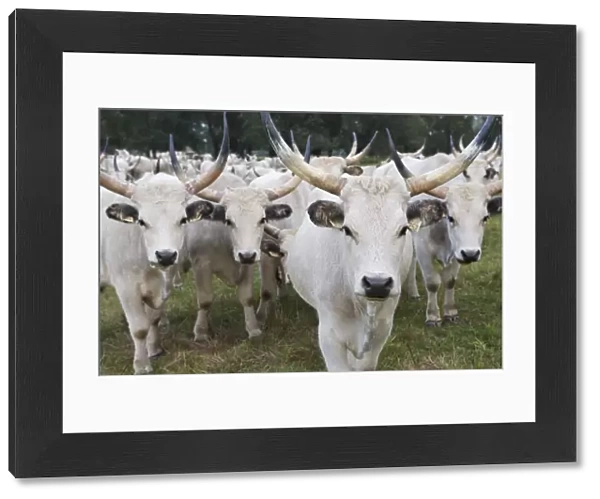 Hungarian grey cattle herd in field, Mohacs, Bda-Karapancsa, Duna Drava NP, Hungary