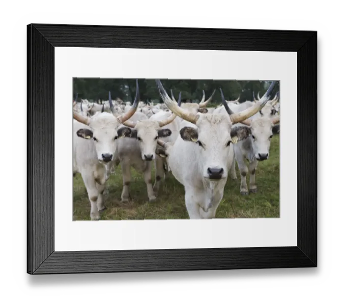 Framed Print : Hungarian grey cattle herd in field, Mohacs, Bda-Karapancsa, Duna Drava NP, Hungary Framed Print : Hungarian grey cattle herd in field, Mohacs, Bda-Karapancsa, Duna Drava NP, Hungary