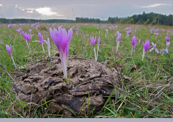 Field of Meadow saffron crocus (Colchicum autumnale) one growing in cow dung, Mohacs