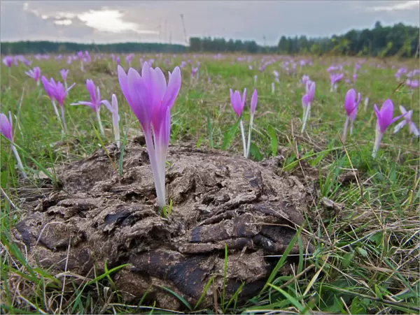 Field of Meadow saffron crocus (Colchicum autumnale) one growing in cow dung, Mohacs