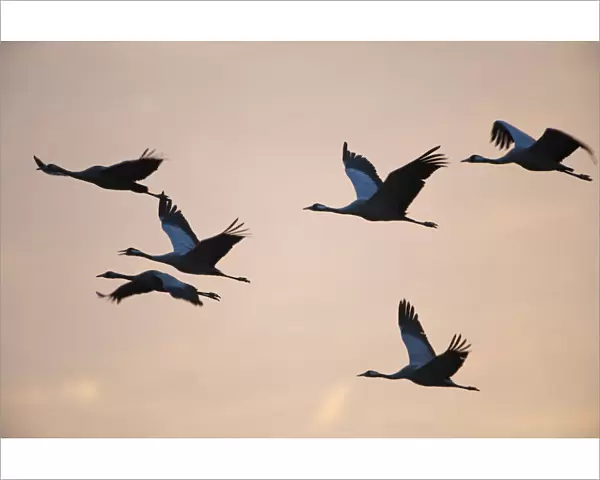Six Common cranes (Grus grus) in flight at sunrise, Brandenburg, Germany, October 2008