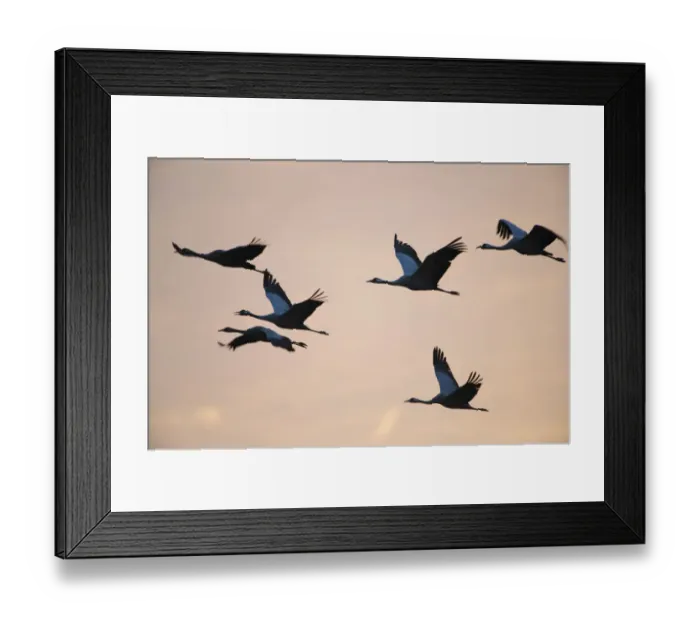 Framed Print : Six Common cranes (Grus grus) in flight at sunrise, Brandenburg, Germany, October 2008 Framed Print : Six Common cranes (Grus grus) in flight at sunrise, Brandenburg, Germany, October 2008