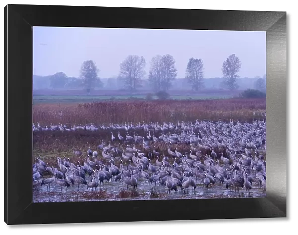 Common crane (Grus grus) flock in wetlands, Brandenburg, Germany, October 2008