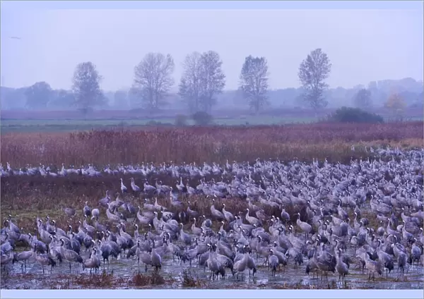 Common crane (Grus grus) flock in wetlands, Brandenburg, Germany, October 2008