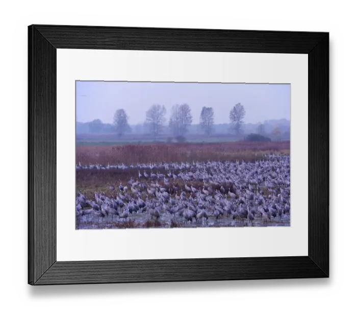 Framed Print : Common crane (Grus grus) flock in wetlands, Brandenburg, Germany, October 2008 Framed Print : Common crane (Grus grus) flock in wetlands, Brandenburg, Germany, October 2008