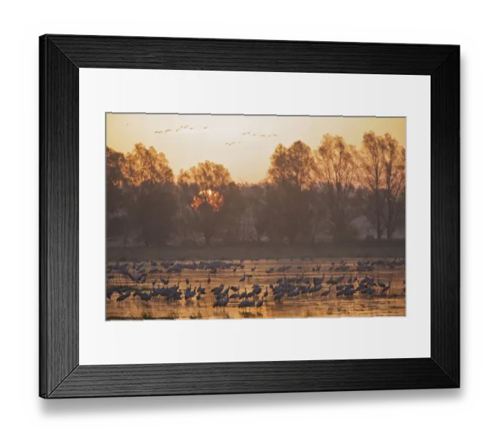 Framed Print : Common crane (Grus grus) in water at sunrise, Brandenburg, Germany, October 2008 Framed Print : Common crane (Grus grus) in water at sunrise, Brandenburg, Germany, October 2008