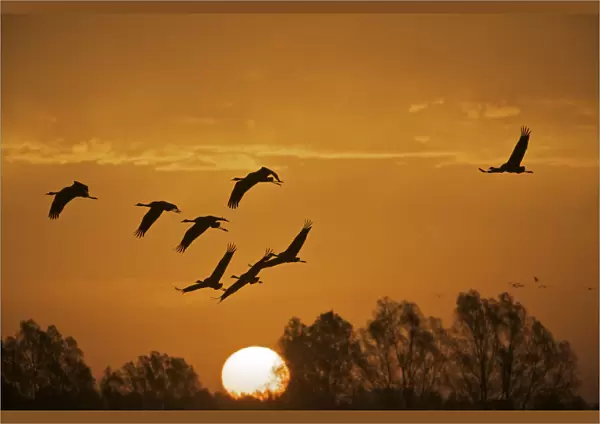 Common cranes (Grus grus) in flight at sunrise, Brandenburg, Germany, October 2008