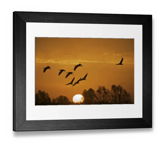 Framed Print : Common cranes (Grus grus) in flight at sunrise, Brandenburg, Germany, October 2008 Framed Print : Common cranes (Grus grus) in flight at sunrise, Brandenburg, Germany, October 2008