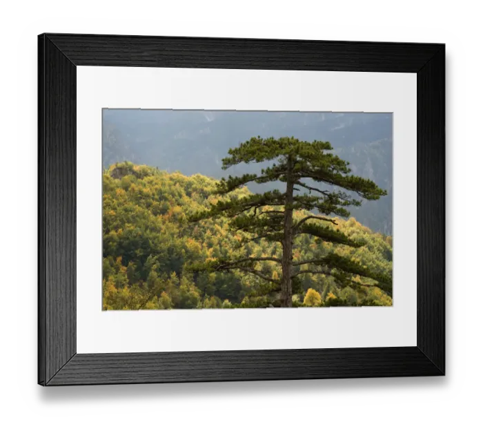 Framed Print : Black pine (Pinus nigra) towering over forest near Djurdjevica Tara, Tara Canyon Framed Print : Black pine (Pinus nigra) towering over forest near Djurdjevica Tara, Tara Canyon