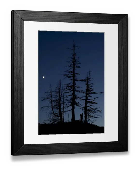 Framed Print : Dead Pine trees with moon shining, Stuoc peak, Durmitor NP, Montenegro, October 2008 Framed Print : Dead Pine trees with moon shining, Stuoc peak, Durmitor NP, Montenegro, October 2008