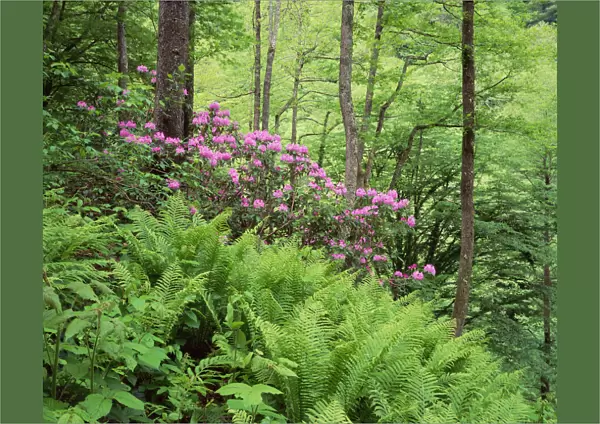 Mountain forest with flowering Rhododendron, Mtirala National Park, Georgia, May 2008
