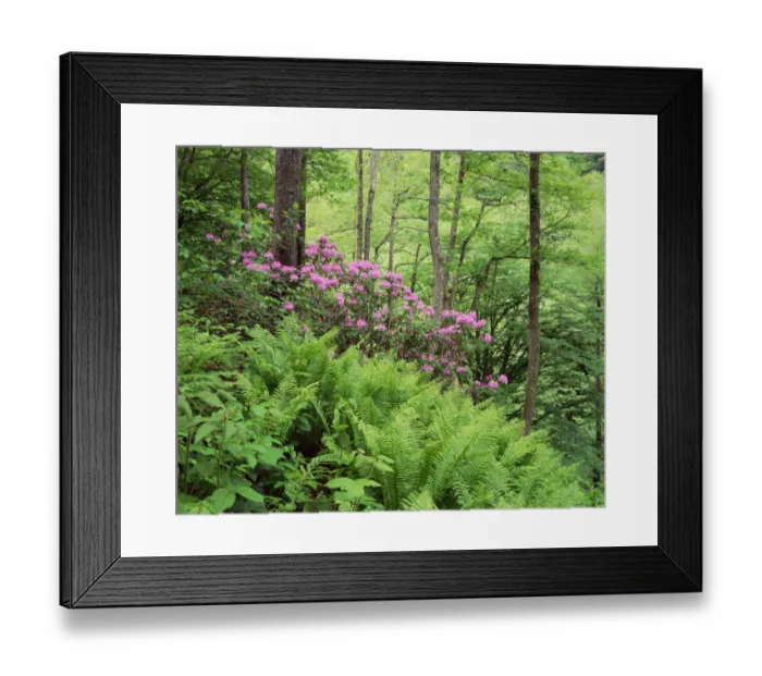 Framed Print : Mountain forest with flowering Rhododendron, Mtirala National Park, Georgia, May 2008 Framed Print : Mountain forest with flowering Rhododendron, Mtirala National Park, Georgia, May 2008