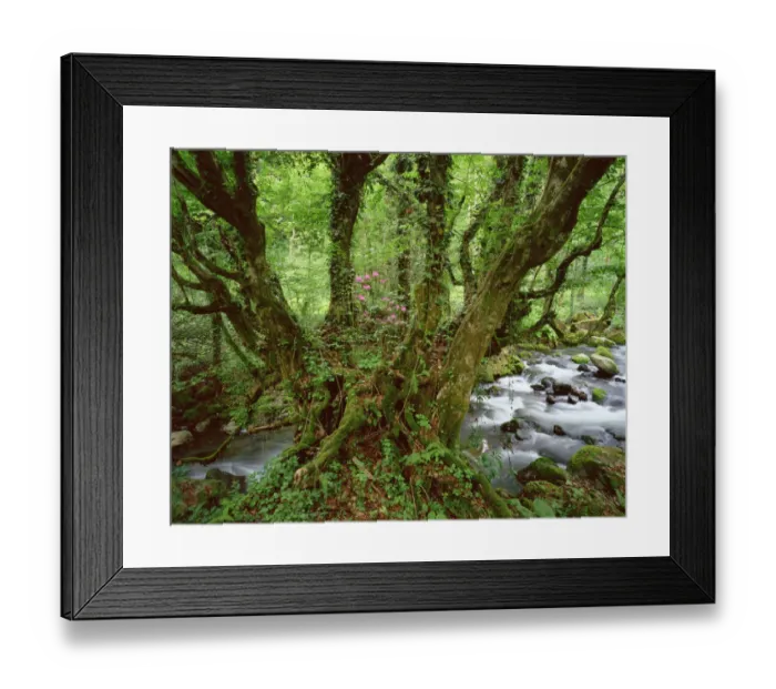 Framed Print : Old Beech tree (Fagus sp) with Rhododendron growing on its trunk, Mtirala National Park Framed Print : Old Beech tree (Fagus sp) with Rhododendron growing on its trunk, Mtirala National Park