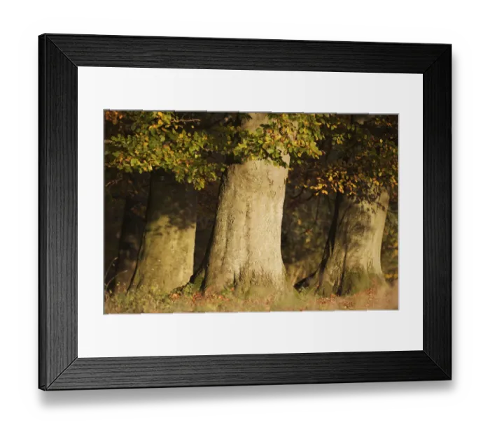 Framed Print : European beech (Fagus sylvatica) trunks, Klampenborg Dyrehaven, Denmark, October 2008 Framed Print : European beech (Fagus sylvatica) trunks, Klampenborg Dyrehaven, Denmark, October 2008