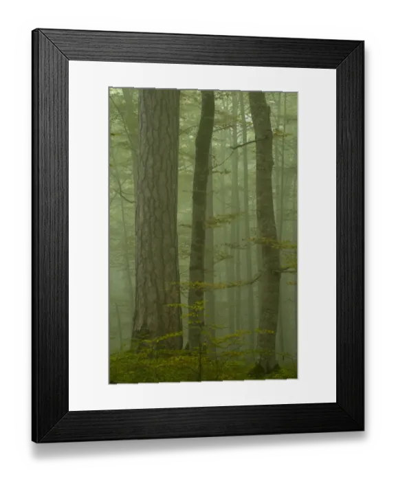 Framed Print : Black pine (Pinus nigra) and Beech trunks in mist, Crna Poda Natural Reserve, Tara Canyon Framed Print : Black pine (Pinus nigra) and Beech trunks in mist, Crna Poda Natural Reserve, Tara Canyon