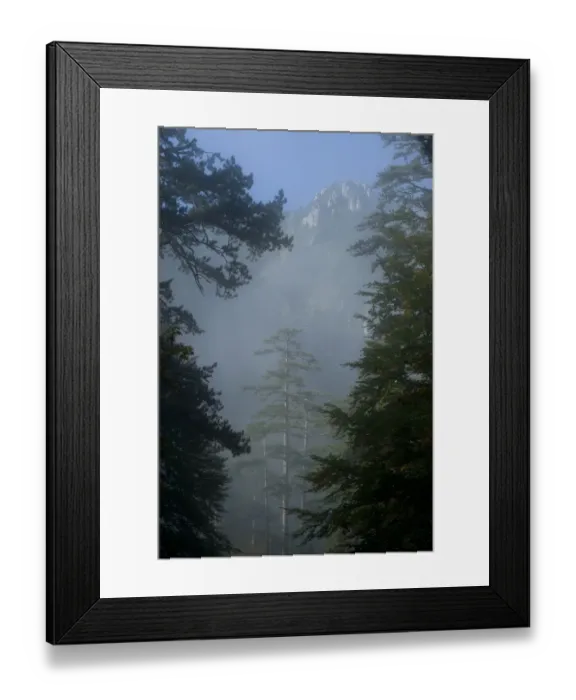 Framed Print : Black pines (Pinus nigra) with a distant mountain in light mist, Crna Poda Natural Reserve Framed Print : Black pines (Pinus nigra) with a distant mountain in light mist, Crna Poda Natural Reserve