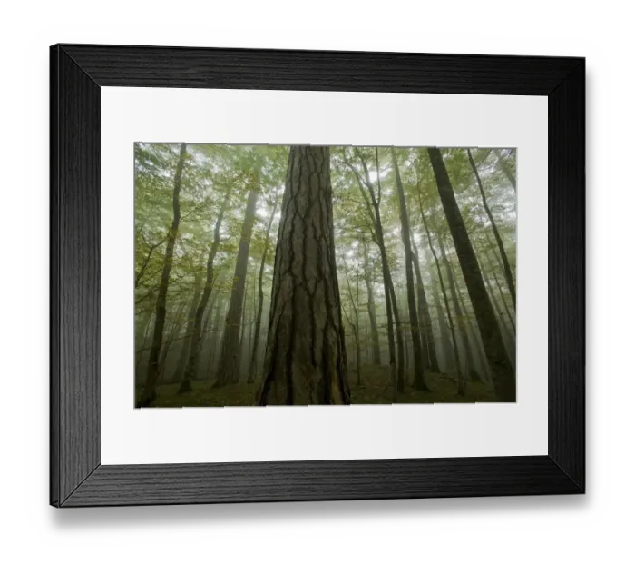 Framed Print : Black pines (Pinus nigra) and Beech trees in mist, Crna Poda Natural Reserve, Tara Canyon Framed Print : Black pines (Pinus nigra) and Beech trees in mist, Crna Poda Natural Reserve, Tara Canyon