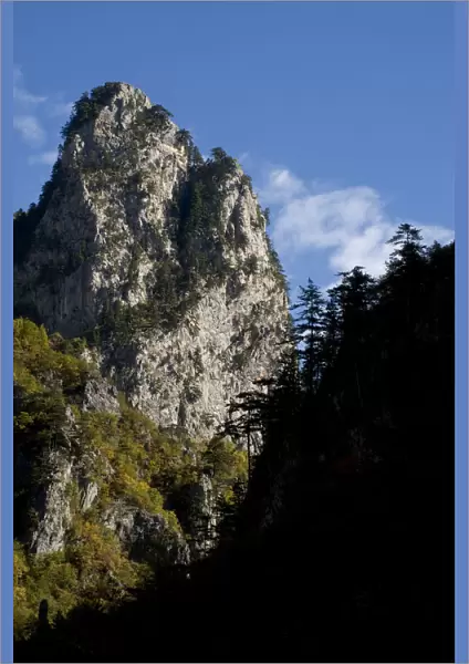 Black pines (Pinus nigra) growing on top of Gradinski Kuk, Tara Canyon, Durmitor NP
