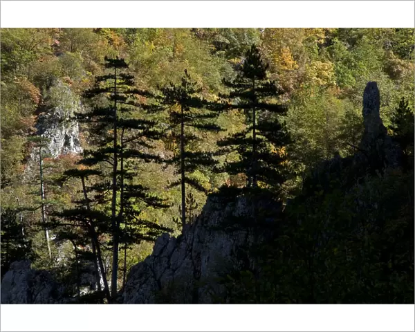 Black pines (Pinus nigra) growing on rock ridge, silhouetted against Beech forest