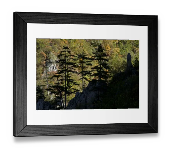 Framed Print : Black pines (Pinus nigra) growing on rock ridge, silhouetted against Beech forest Framed Print : Black pines (Pinus nigra) growing on rock ridge, silhouetted against Beech forest