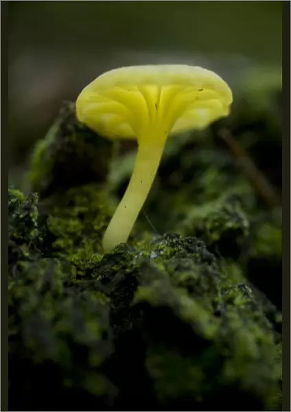 Musroom in forest near Zmijinje Lake, Durmitor NP, Montenegro, October 2008