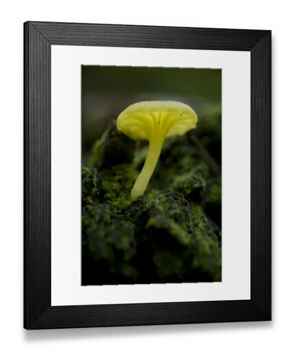 Framed Print : Musroom in forest near Zmijinje Lake, Durmitor NP, Montenegro, October 2008 Framed Print : Musroom in forest near Zmijinje Lake, Durmitor NP, Montenegro, October 2008