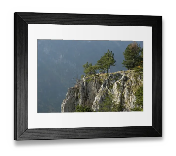 Framed Print : Pine trees on the edge of the Susica Canyon, Durmitor NP, Montenegro, October 2008 Framed Print : Pine trees on the edge of the Susica Canyon, Durmitor NP, Montenegro, October 2008