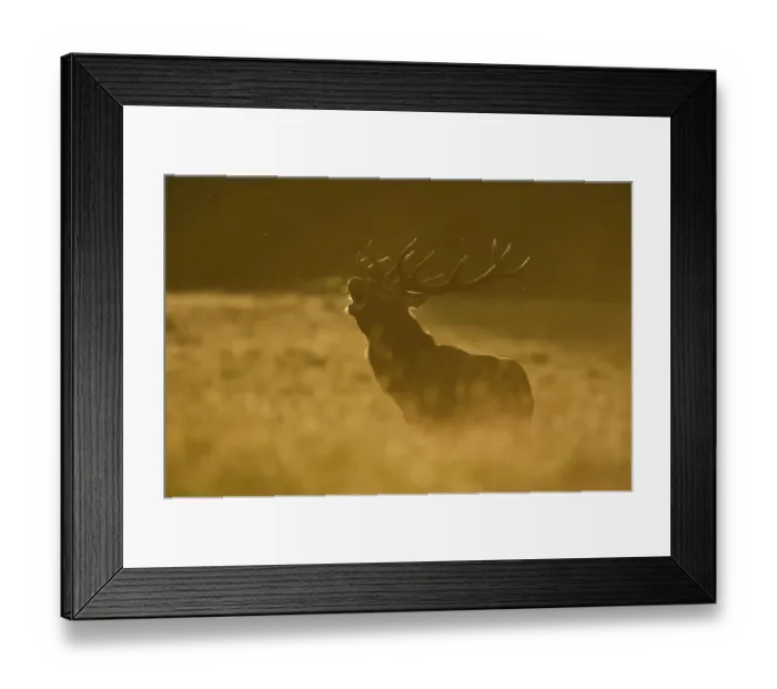 Framed Print : Red deer (Cervus elaphus) calling at sunset, during rut, Klampenborg Dyrehaven, Denmark Framed Print : Red deer (Cervus elaphus) calling at sunset, during rut, Klampenborg Dyrehaven, Denmark
