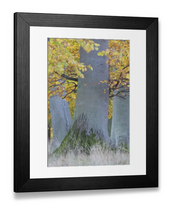 Framed Print : Base of European beech (Fagus sylvatica) trees, Klampenborg Dyrehaven, Denmark, October Framed Print : Base of European beech (Fagus sylvatica) trees, Klampenborg Dyrehaven, Denmark, October
