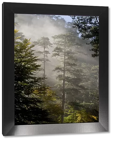 Rays of light shining through mist surrounding Black pines (Pinus nigra) Crna Poda Natural Reserve