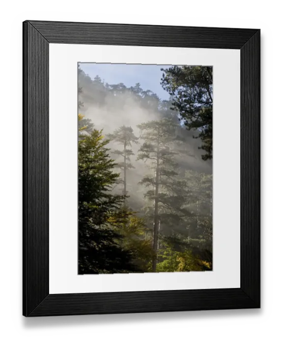 Framed Print : Rays of light shining through mist surrounding Black pines (Pinus nigra) Crna Poda Natural Reserve Framed Print : Rays of light shining through mist surrounding Black pines (Pinus nigra) Crna Poda Natural Reserve