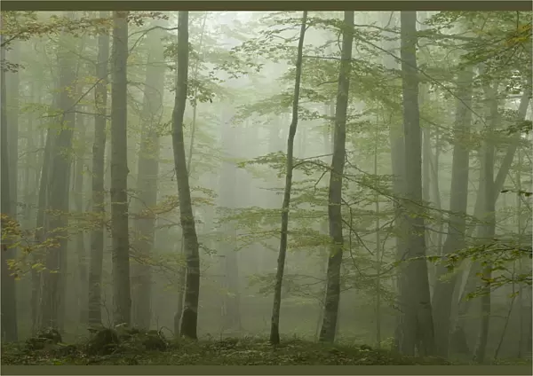 Forest with Beech trees and Black pines (Pinus nigra) in mist, Crna Poda Natural Reserve