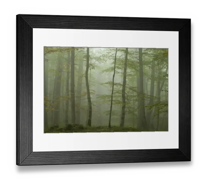 Framed Print : Forest with Beech trees and Black pines (Pinus nigra) in mist, Crna Poda Natural Reserve Framed Print : Forest with Beech trees and Black pines (Pinus nigra) in mist, Crna Poda Natural Reserve