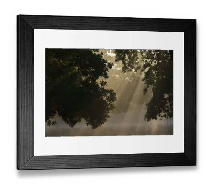 Framed Print : European oak (Quercus robur) with rays of sunlight, Klampenborg Dyrehaven, Denmark Framed Print : European oak (Quercus robur) with rays of sunlight, Klampenborg Dyrehaven, Denmark
