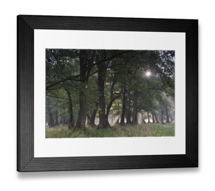 Framed Print : Sun shining through trees in Common alder (Alnus glutinosa) forest, Klampenborg Dyrehaven Framed Print : Sun shining through trees in Common alder (Alnus glutinosa) forest, Klampenborg Dyrehaven