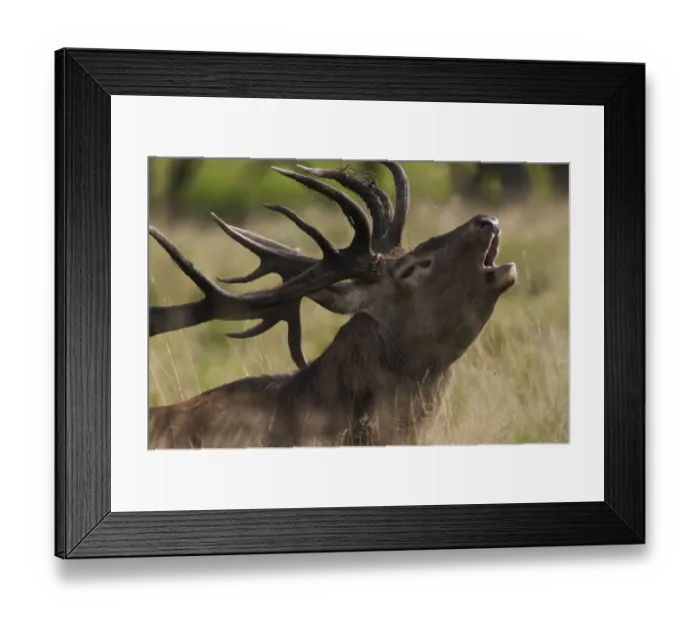 Framed Print : Red deer (Cervus elaphus) stag calling during rut, Klampenborg Dyrehaven, Denmark Framed Print : Red deer (Cervus elaphus) stag calling during rut, Klampenborg Dyrehaven, Denmark