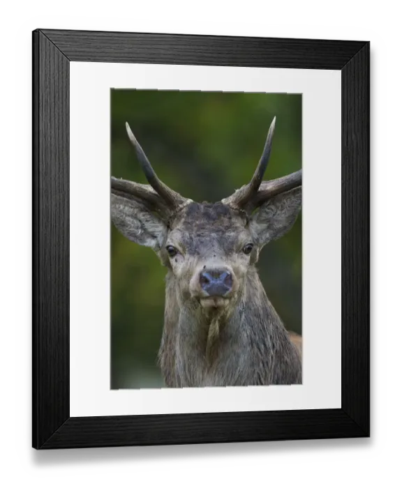 Framed Print : Red deer (Cervus elaphus) stag, head portrait, during rut, Klampenborg Dyrehaven, Denmark Framed Print : Red deer (Cervus elaphus) stag, head portrait, during rut, Klampenborg Dyrehaven, Denmark