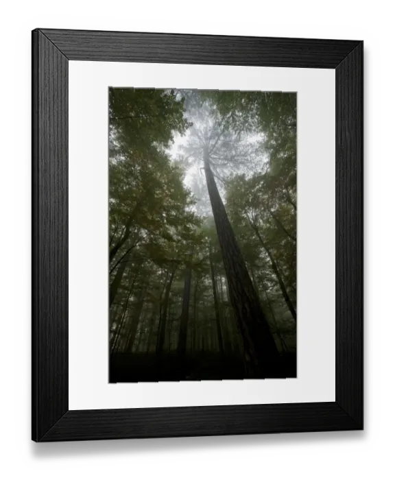 Framed Print : Black pine (Pinus nigra) surrounded by Beech trees, Crna Poda Natural Reserve, Tara Canyon Framed Print : Black pine (Pinus nigra) surrounded by Beech trees, Crna Poda Natural Reserve, Tara Canyon