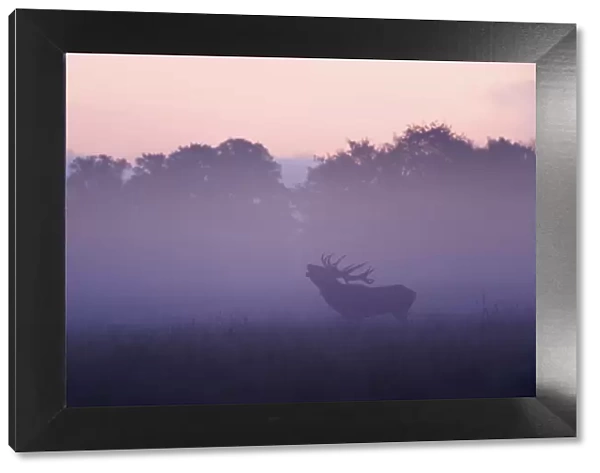 Red deer (Cervus elaphus) stag calling during rut, light mist at sunrise, Klampenborg Dyrehaven