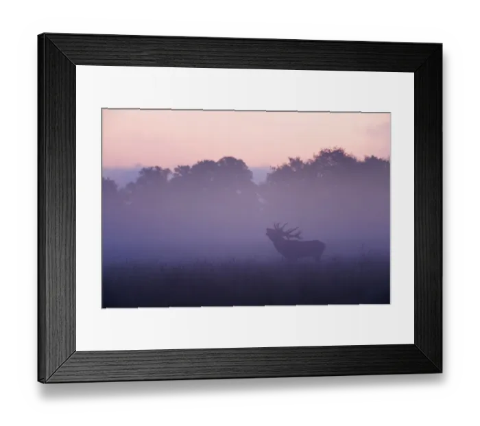 Framed Print : Red deer (Cervus elaphus) stag calling during rut, light mist at sunrise, Klampenborg Dyrehaven Framed Print : Red deer (Cervus elaphus) stag calling during rut, light mist at sunrise, Klampenborg Dyrehaven