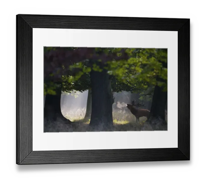 Framed Print : Red deer (Cervus elaphus) stag under trees calling during rut in morning, Klampenborg Dyrehaven Framed Print : Red deer (Cervus elaphus) stag under trees calling during rut in morning, Klampenborg Dyrehaven
