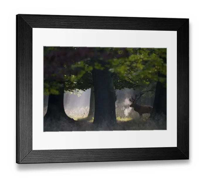 Framed Print : Red deer (Cervus elaphus) stag under trees, during rut, Klampenborg Dyrehaven, Denmark Framed Print : Red deer (Cervus elaphus) stag under trees, during rut, Klampenborg Dyrehaven, Denmark