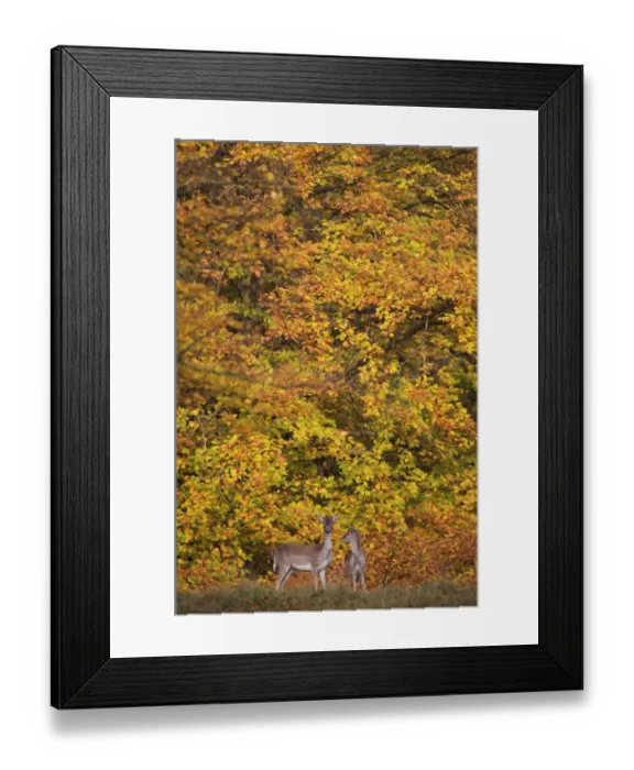 Framed Print : Fallow deer (Dama dama) female and juvenile, in front of Beech trees in full autumn colour Framed Print : Fallow deer (Dama dama) female and juvenile, in front of Beech trees in full autumn colour
