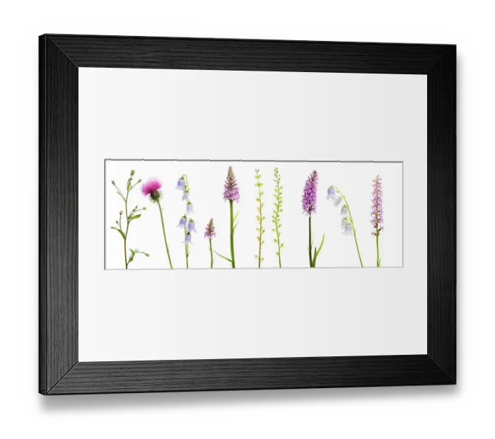 Framed Print : Meadow flowers, Fleabane (Erigeron sp) Thistle, Bearded bellfower (Campanula barbata) Common spotted orchid (Dactylorhiza, fuchsii) Common twayblade (Listera ovata) Fragrant orchid (Gymnadenia conopsea) Digital composite, Fliess Framed Print : Meadow flowers, Fleabane (Erigeron sp) Thistle, Bearded bellfower (Campanula barbata) Common spotted orchid (Dactylorhiza, fuchsii) Common twayblade (Listera ovata) Fragrant orchid (Gymnadenia conopsea) Digital composite, Fliess