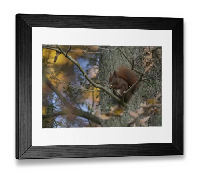 Framed Print : Red Squirrel (Sciurus vulgaris) feeding, Klampenborg Dyrehaven, Denmark, October 2008 Framed Print : Red Squirrel (Sciurus vulgaris) feeding, Klampenborg Dyrehaven, Denmark, October 2008
