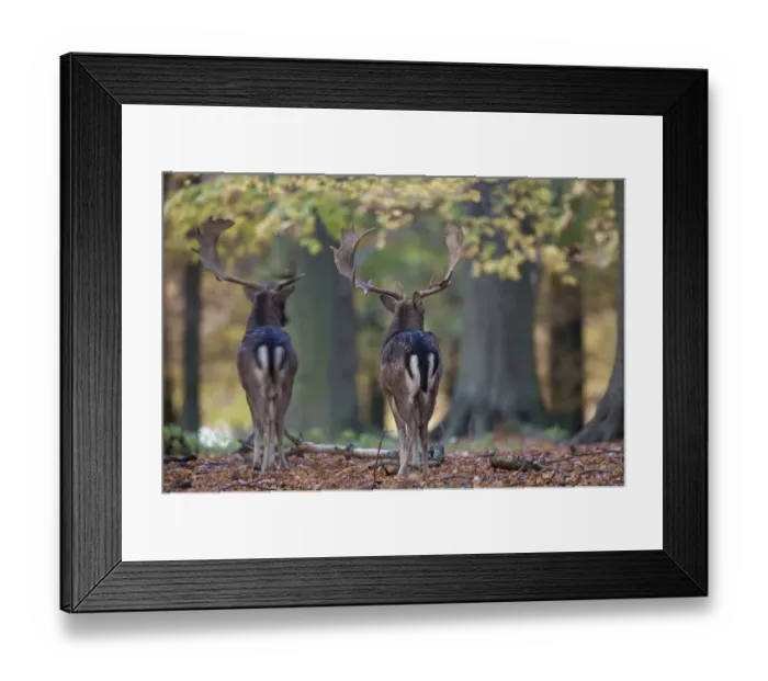 Framed Print : Rear view of two Fallow deer (Dama dama) bucks, Klampenborg Dyrehaven, Denmark, October Framed Print : Rear view of two Fallow deer (Dama dama) bucks, Klampenborg Dyrehaven, Denmark, October