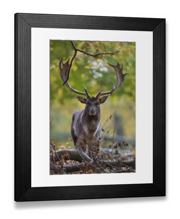 Framed Print : Fallow deer (Dama dama) buck, Klampenborg Dyrehaven, Denmark, October 2008 Framed Print : Fallow deer (Dama dama) buck, Klampenborg Dyrehaven, Denmark, October 2008